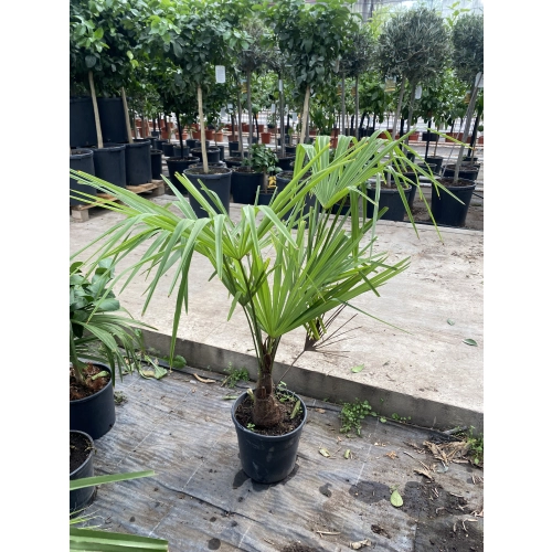 PALMA trachycarpus fortunei (Szorstkowiec) L
